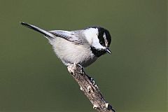 Mountain Chickadee